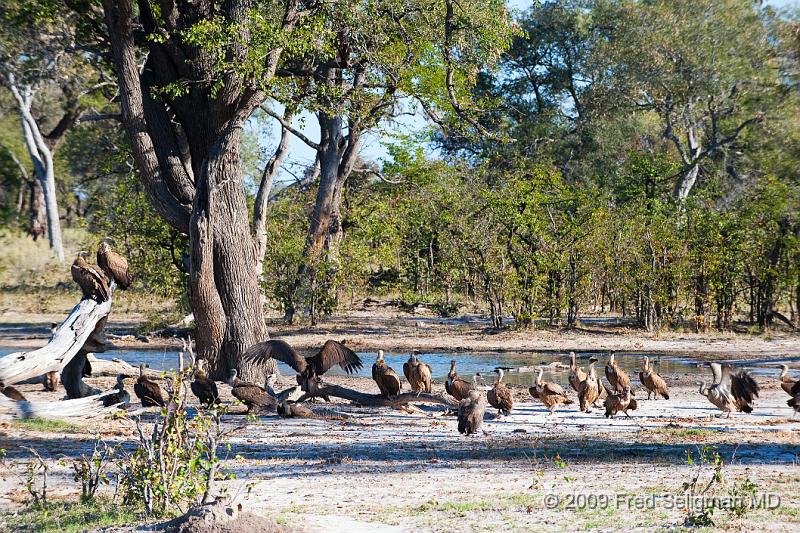 20090617_160232 D3 (1) X1.jpg - Hyena Feeding Frenzy, Part 2.  The vultures have come and are waiting for their turn.  The hyenas chase them away when they get too close